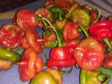 Kochchi Chillies Seeds