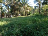 Land for sale gampaha