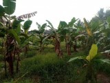 Land for Sale Homagama