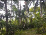 Land for sale in Matara
