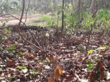 Land for selling from Minuwangoda,Gampaha ,SriLanka
