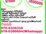 Invest for a good income with Vanila cultivation