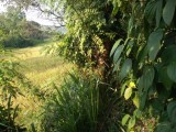 Land for sale from Matale