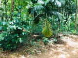 Land for sale from Kandy