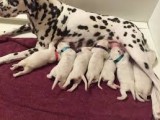 Dalmatian Puppies