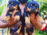 Dog for sale