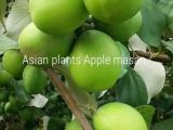 ඇපල් මසන් පැල ඇත
