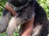 Dog for sale