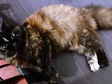 cat sell