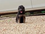 Dog for sale