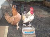 bird sell
