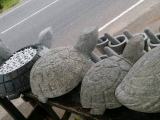 Gal Ibbo Tortoise for sale