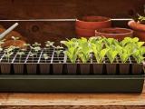 seeds nurseries tray