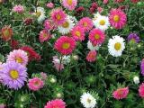 Aster seeds