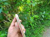 Apple Other Model  (Used)