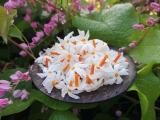 nyctanthes plants