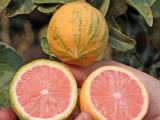 pink lemon plants