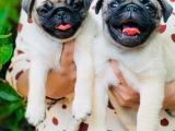 pug