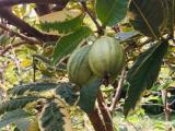 great guava plants