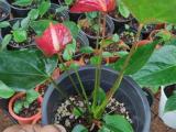 seed anthurium