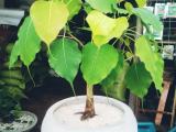 bo plant