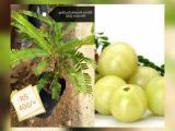 nelli plant