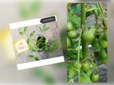 ambaralla fruit plant