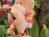 canna lilly