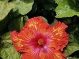 hibiscus plants