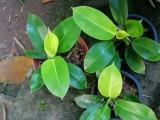 ornamental plants
