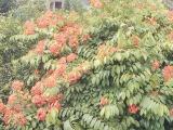 Bahumaniya Plants