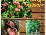 vilad mango