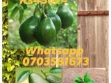 avocado plants