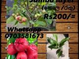 water apple plants