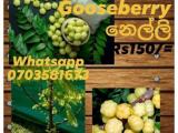star gooseberry