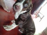 American bully Xl