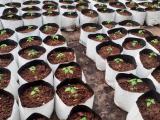 Grow bags