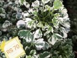 Flower Plants for sale