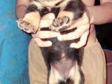 Rottweiler puppies