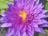 Hansani Landscaping and plant nursery