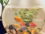 Fish Bowl