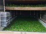 Plants for sale