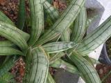 Plants for sale