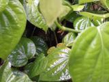 ගමිමීරීස්  ( Pepper) for sale