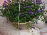Plants for sale
