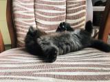 Pure Persian