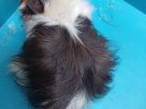 SILKY LONG HAIR,AMERICAN,CURLY,