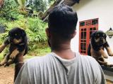 Rottweiler puppies available.