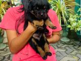 Rottweiler puppies