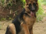 German shepard